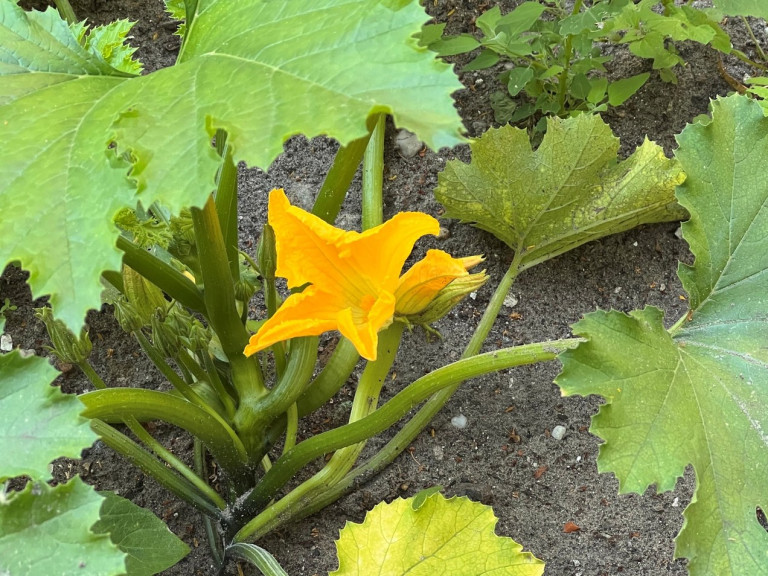 moestuin