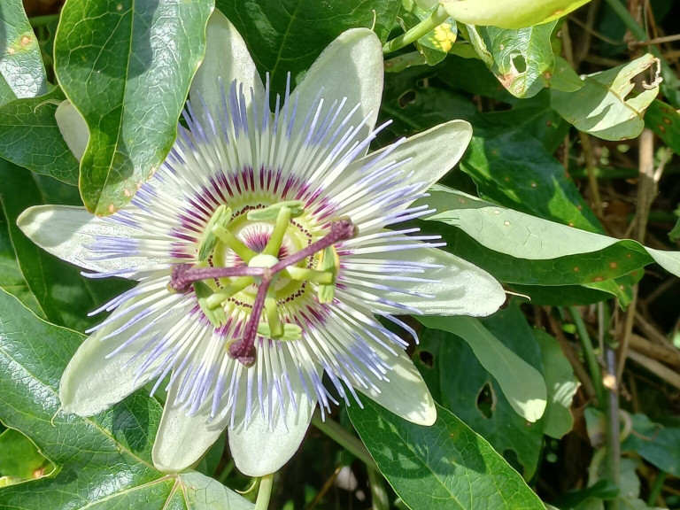 passiebloem