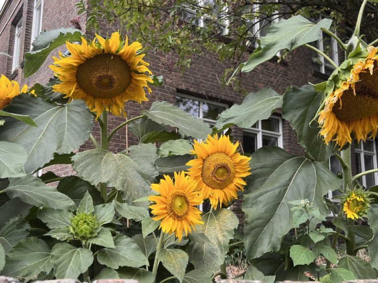 zonnebloemen 2026