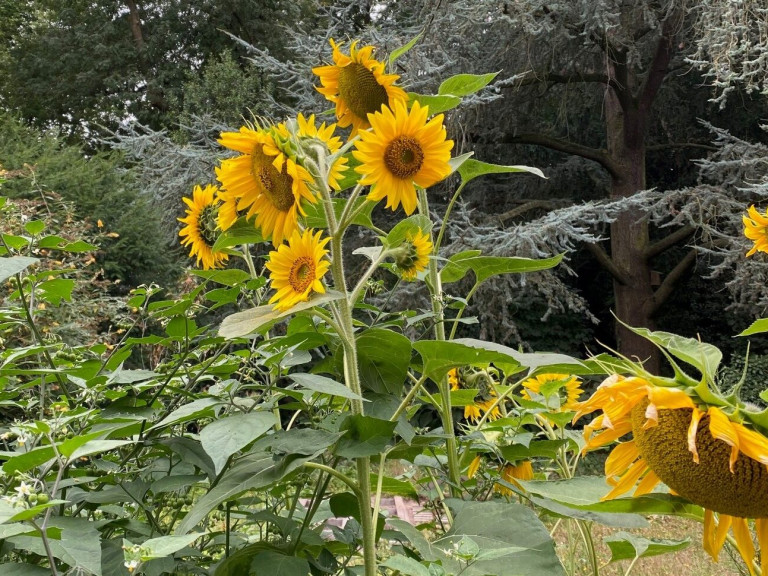 zonnebloemen 4
