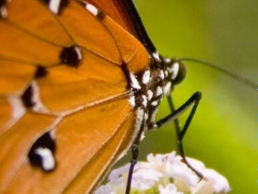 GEMENGD KOOR den bosch voorjaars