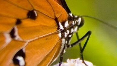 GEMENGD KOOR den bosch voorjaars