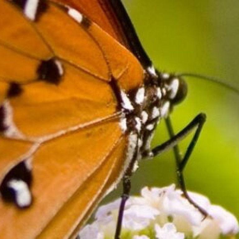 GEMENGD KOOR den bosch voorjaars